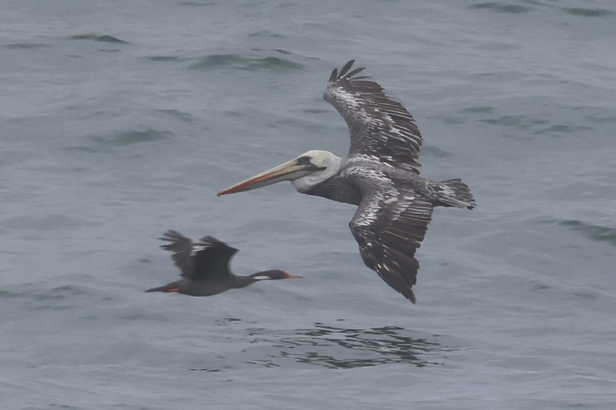 Red-legged Cormorant - ML637956479