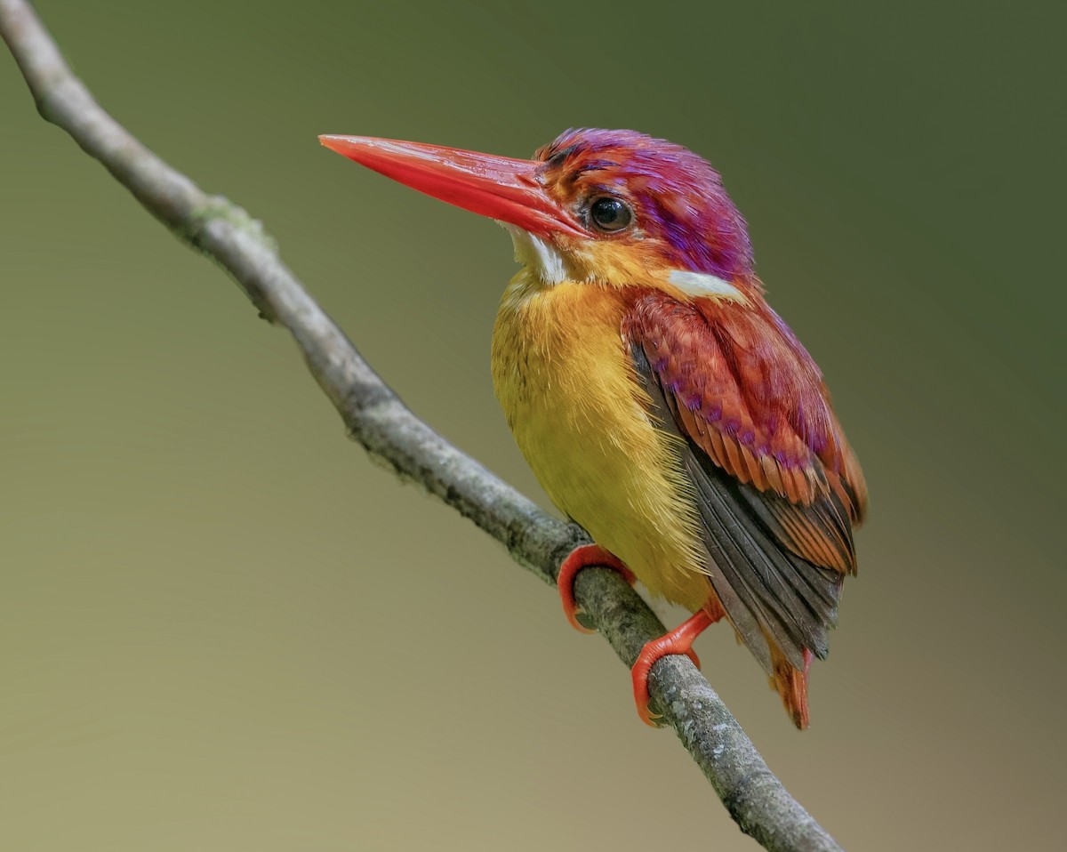 Rufous-backed Dwarf-Kingfisher - ML637956487
