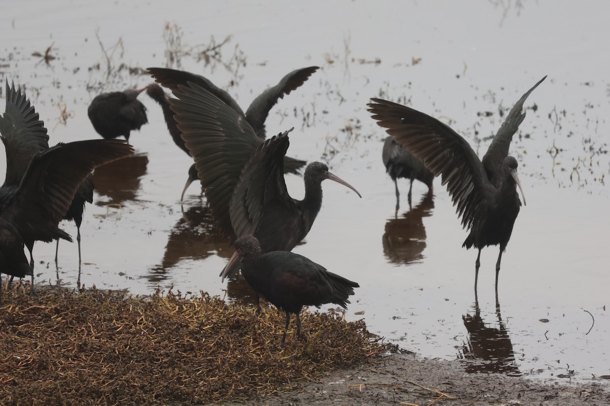Ibis de Ridgway - ML637956492
