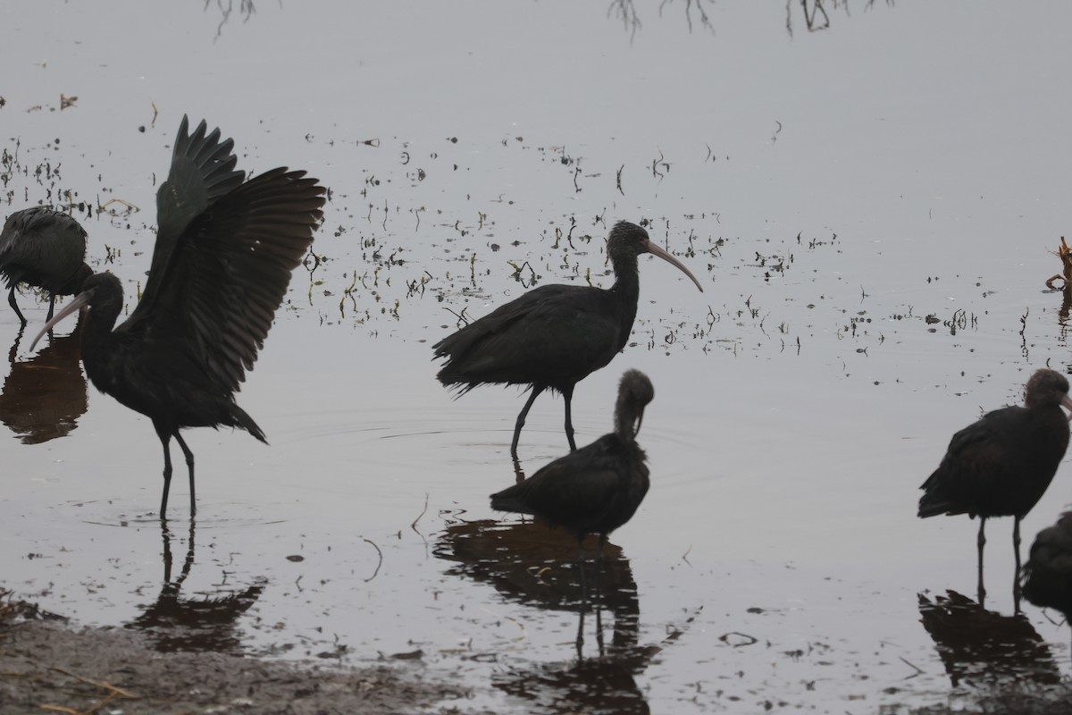 Ibis de Ridgway - ML637956493