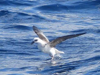 White-headed Petrel - ML637956494