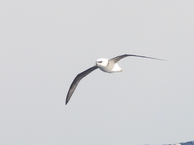 White-headed Petrel - ML637956495