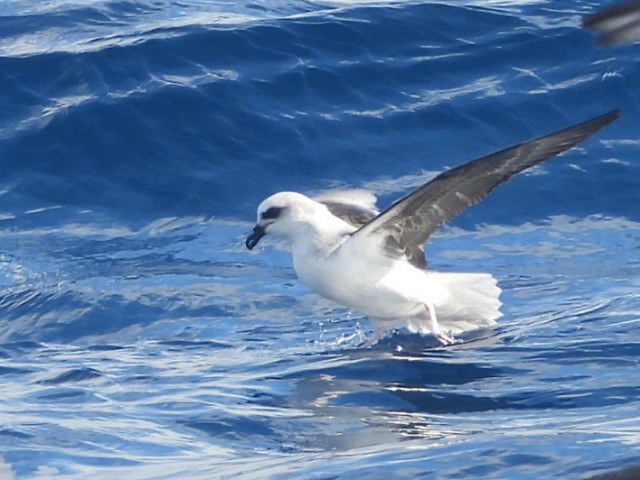 White-headed Petrel - ML637956496