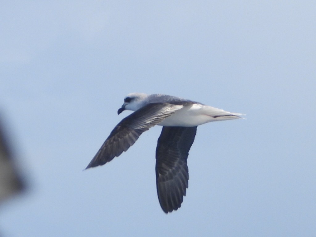 White-headed Petrel - ML637956498