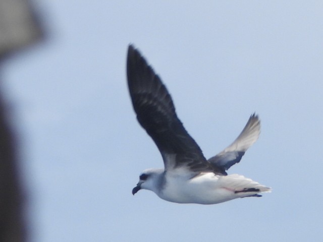 White-headed Petrel - ML637956499