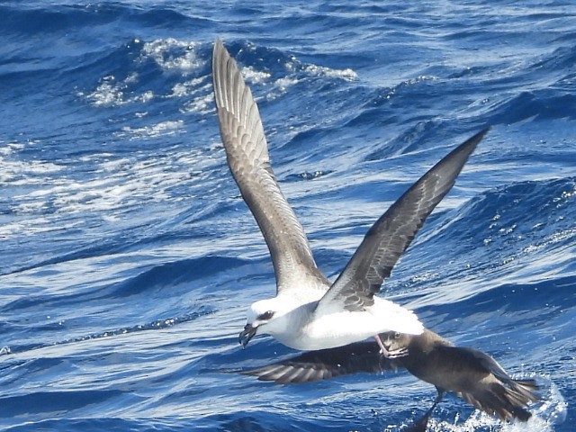 White-headed Petrel - ML637956500