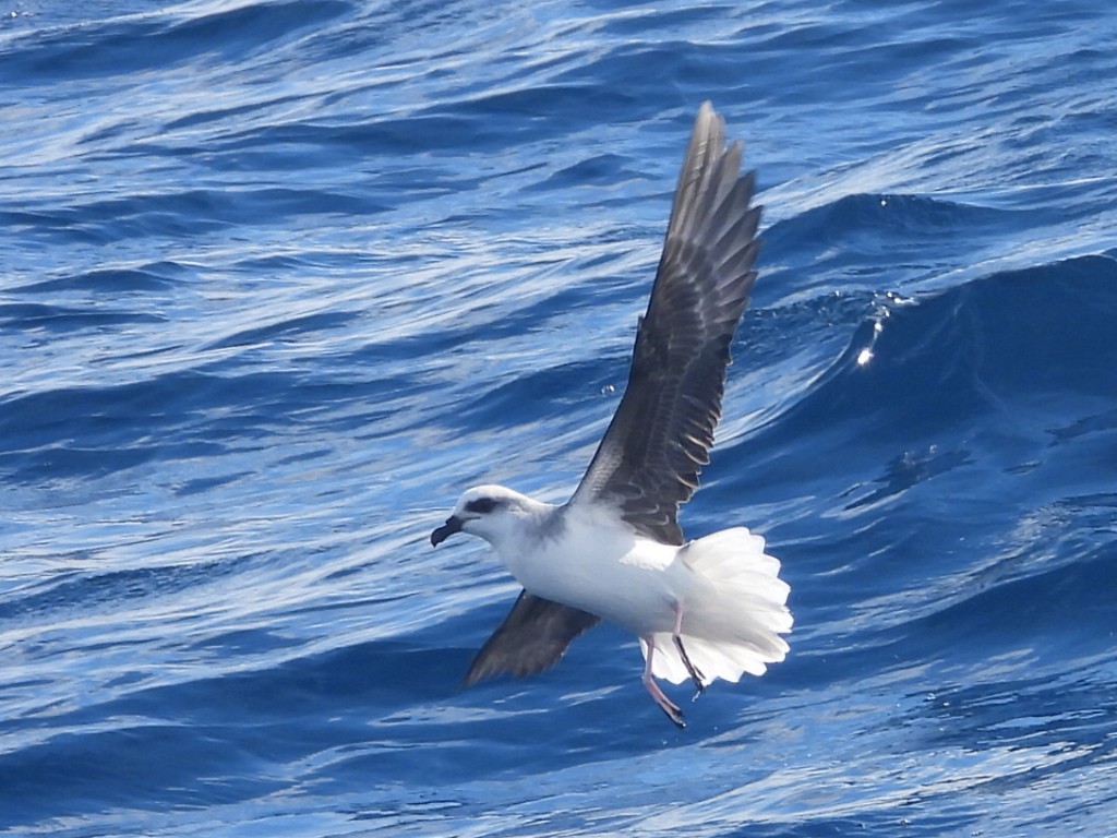 White-headed Petrel - ML637956501