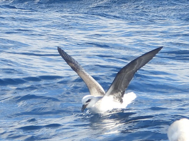 White-headed Petrel - ML637956502