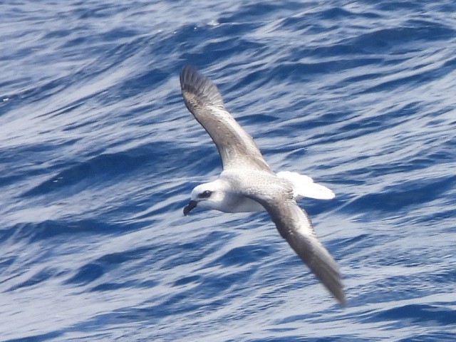 White-headed Petrel - ML637956503