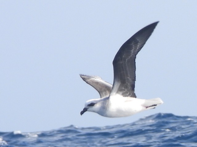 White-headed Petrel - ML637956505
