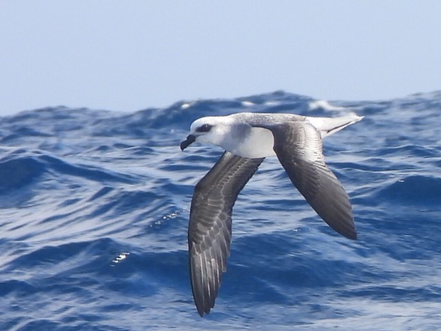 White-headed Petrel - ML637956507