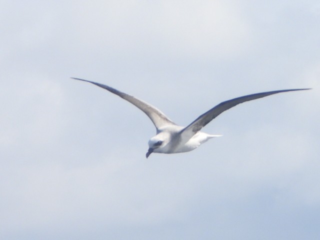 White-headed Petrel - ML637956508