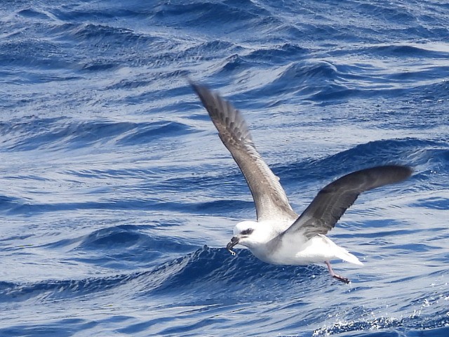 White-headed Petrel - ML637956509