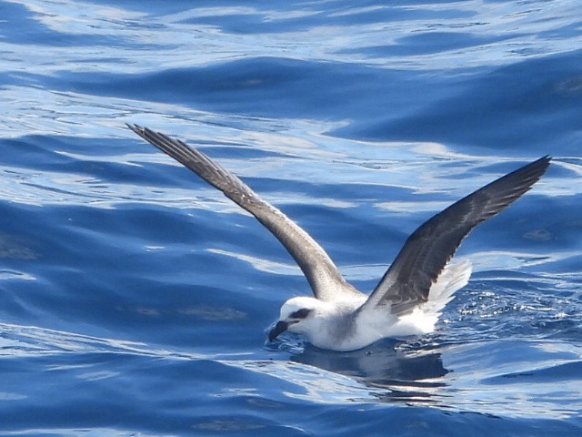 White-headed Petrel - ML637956510