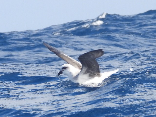 White-headed Petrel - ML637956511