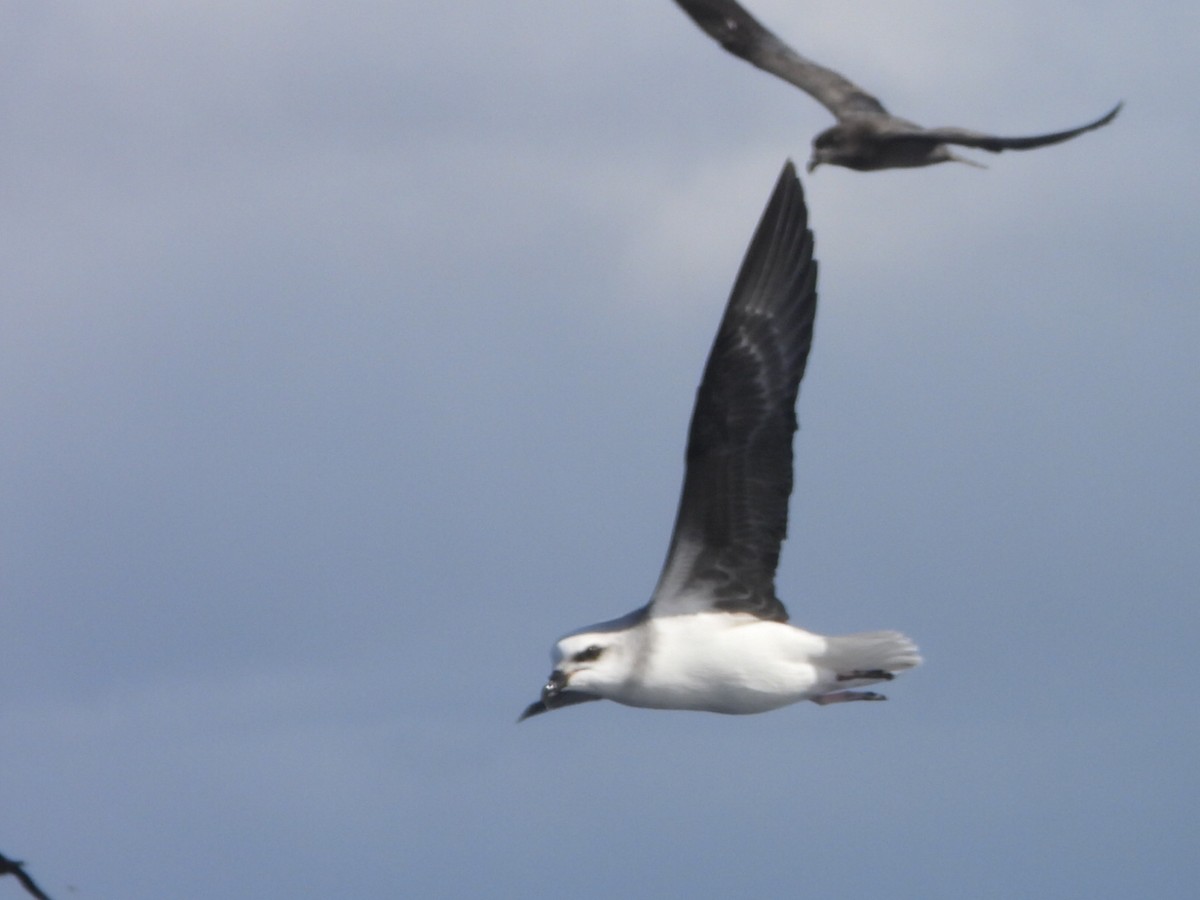 White-headed Petrel - ML637956513