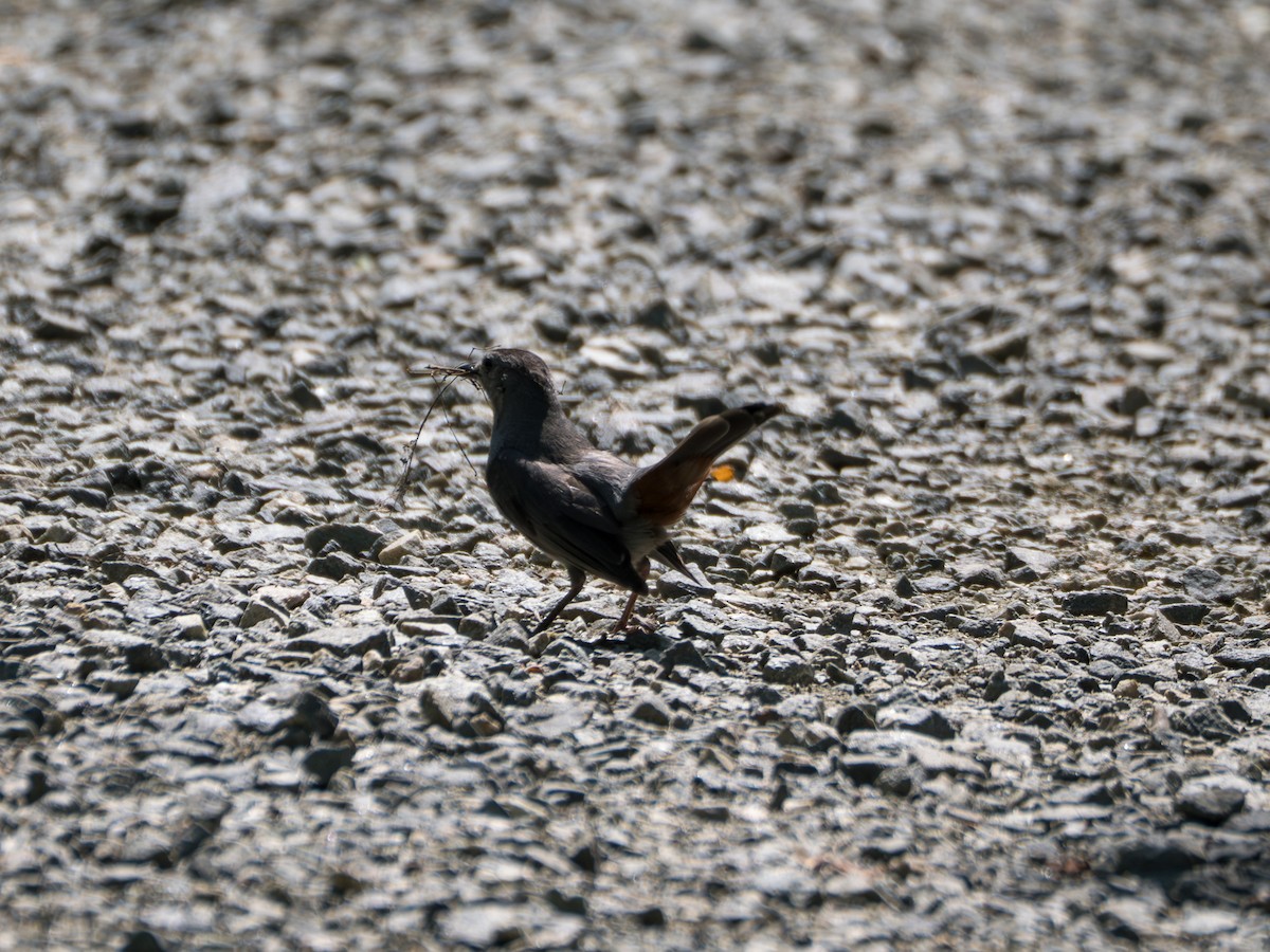 Gray Catbird - ML637956549