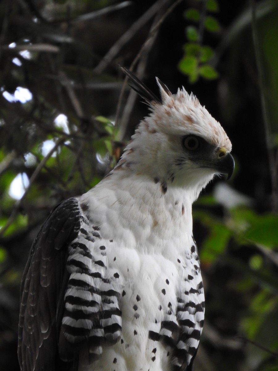Ornate Hawk-Eagle - ML637956562