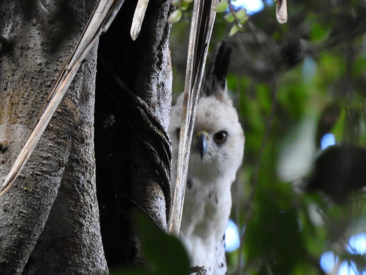 Ornate Hawk-Eagle - ML637956564