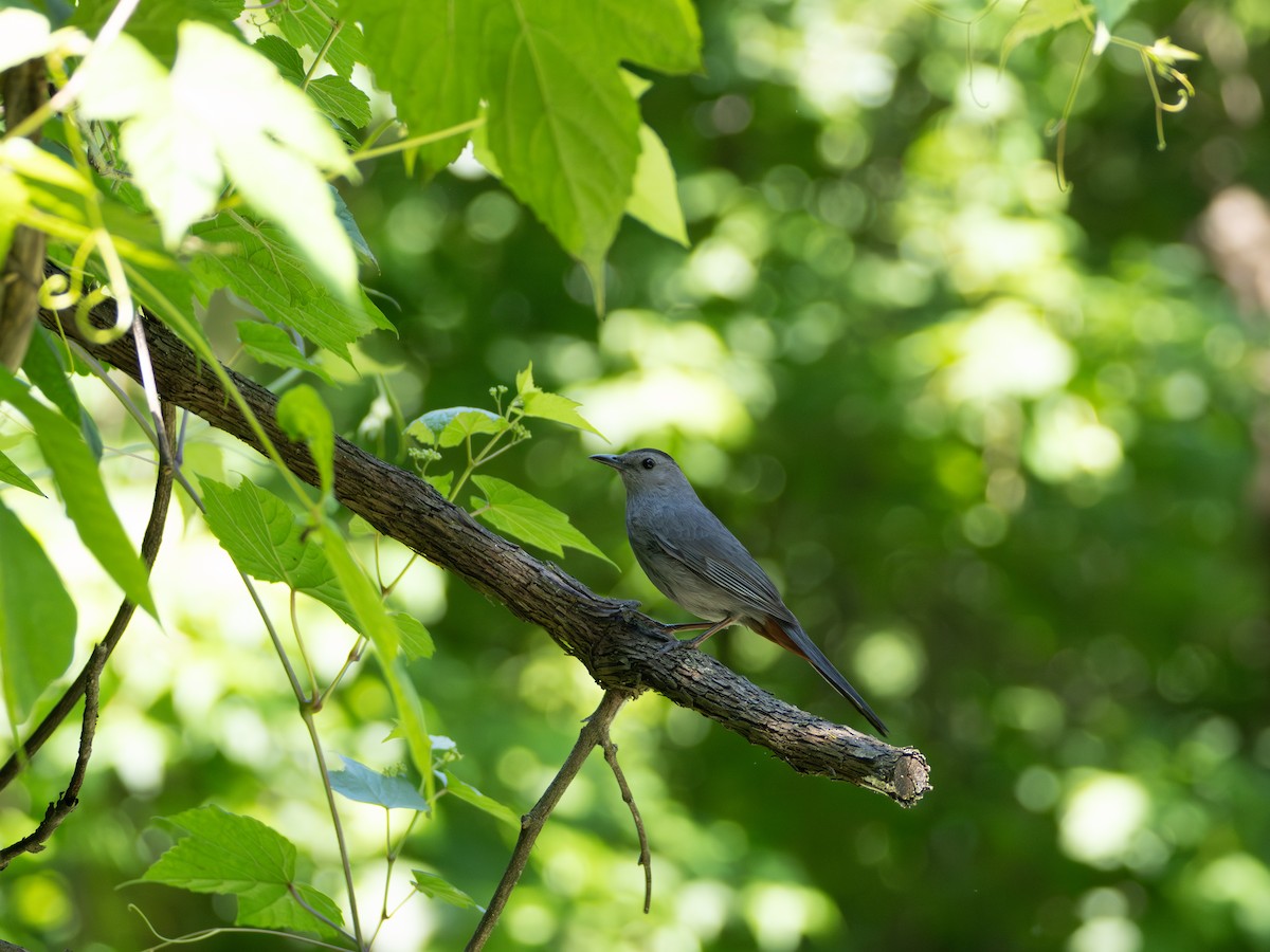 Gray Catbird - ML637956565