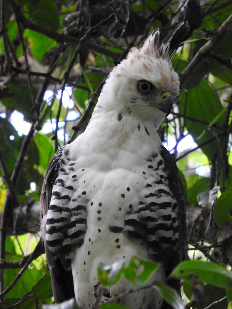Ornate Hawk-Eagle - ML637956566