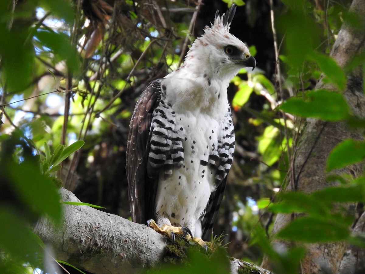 Ornate Hawk-Eagle - ML637956568