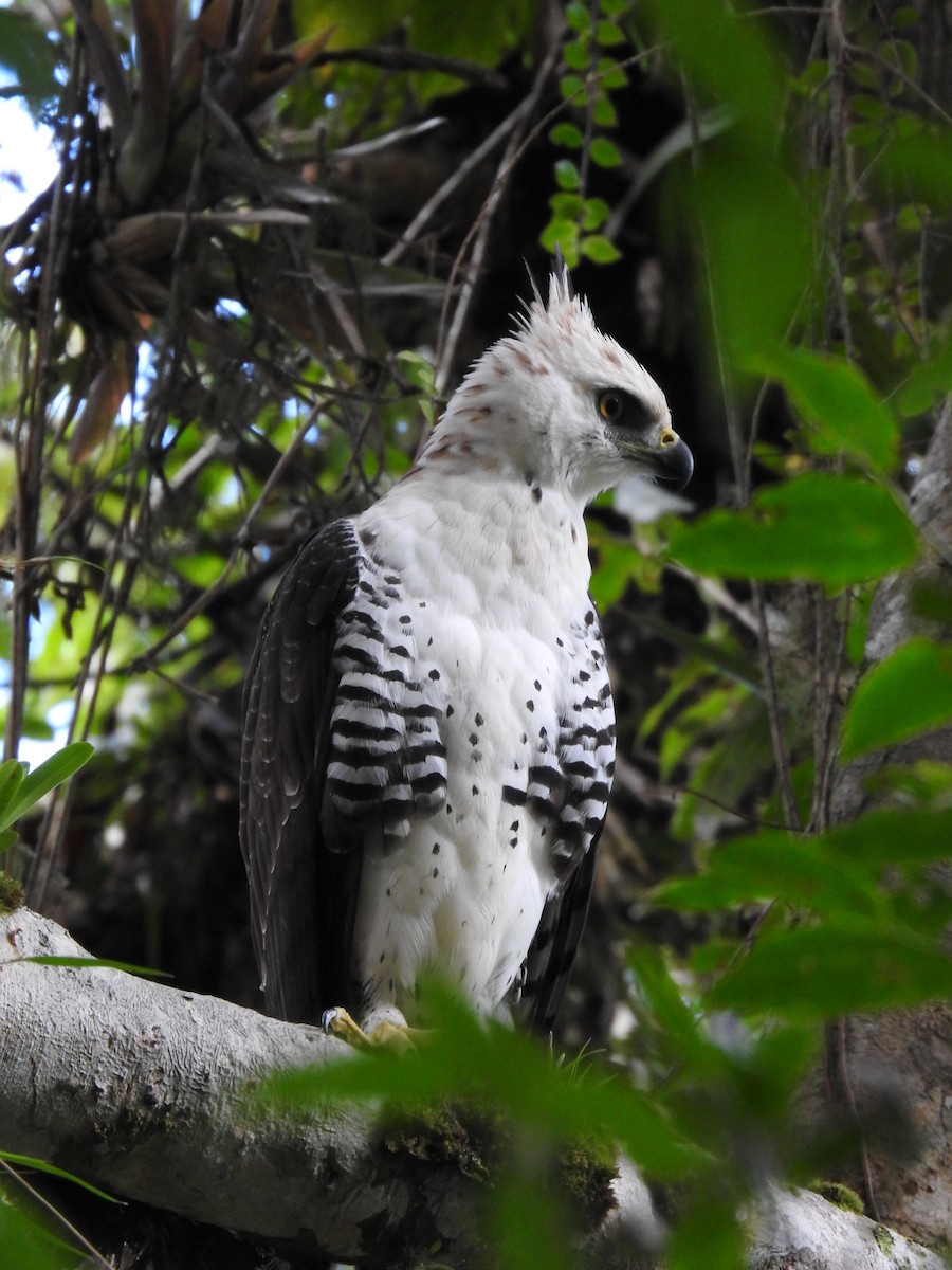 Ornate Hawk-Eagle - ML637956570