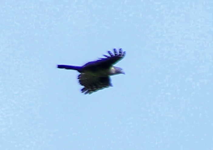Hook-billed Kite - ML637956572