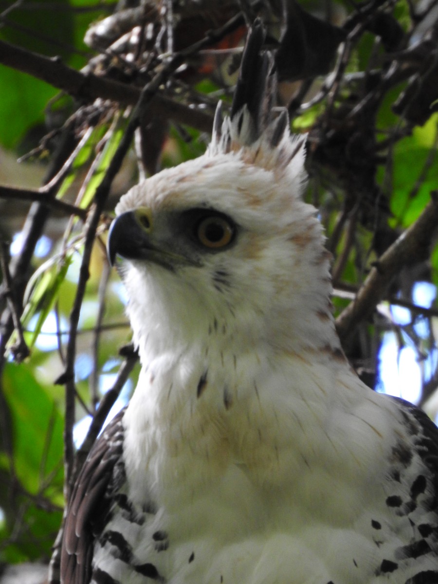 Ornate Hawk-Eagle - ML637956573