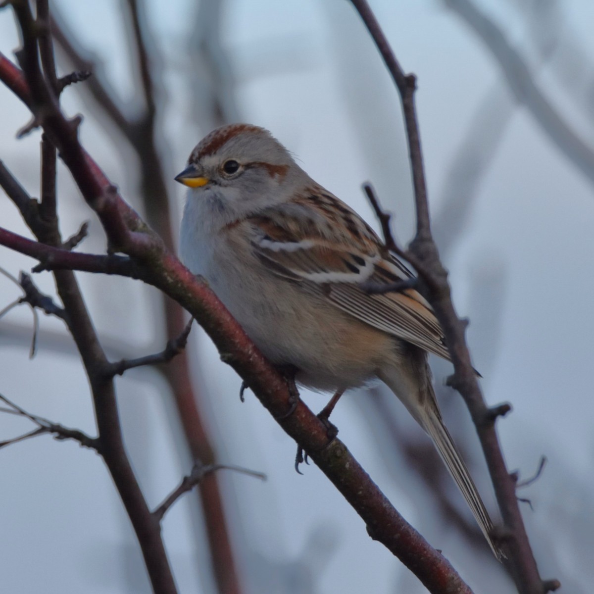 American Tree Sparrow - ML637956678