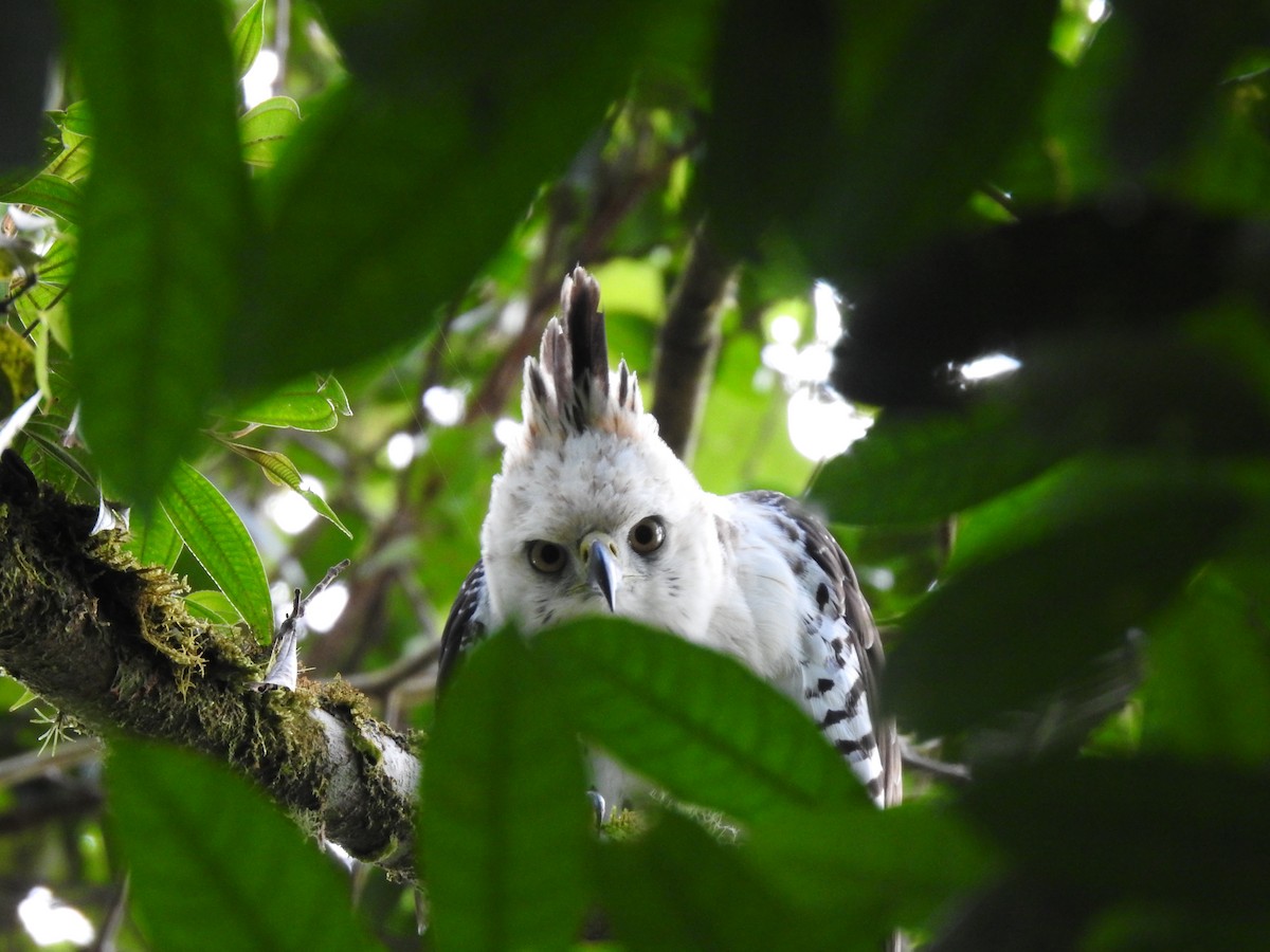 Ornate Hawk-Eagle - ML637956716