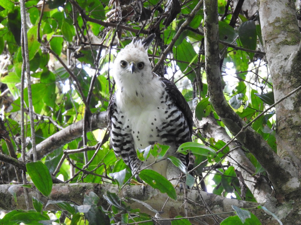 Ornate Hawk-Eagle - ML637956717