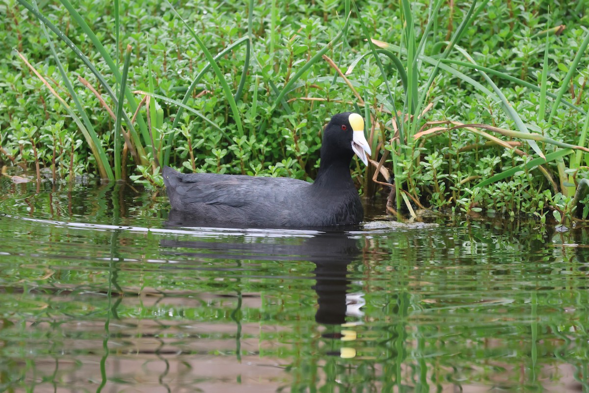Slate-colored Coot - ML637956718