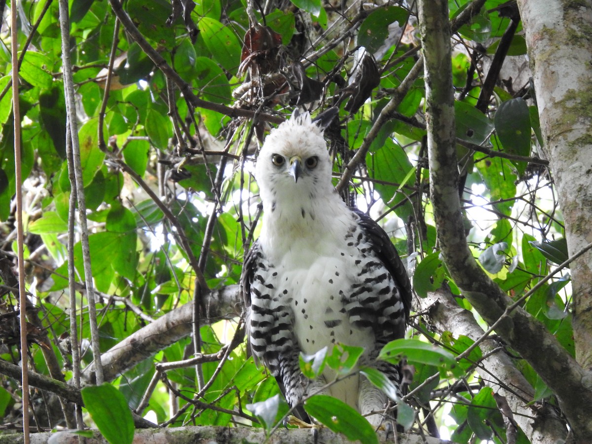 Ornate Hawk-Eagle - ML637956720