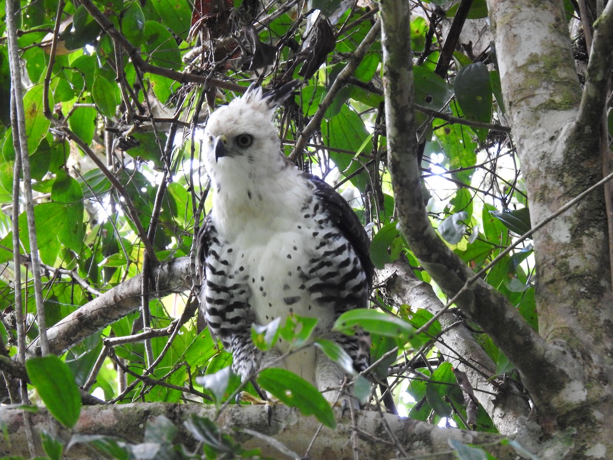 Ornate Hawk-Eagle - ML637956721