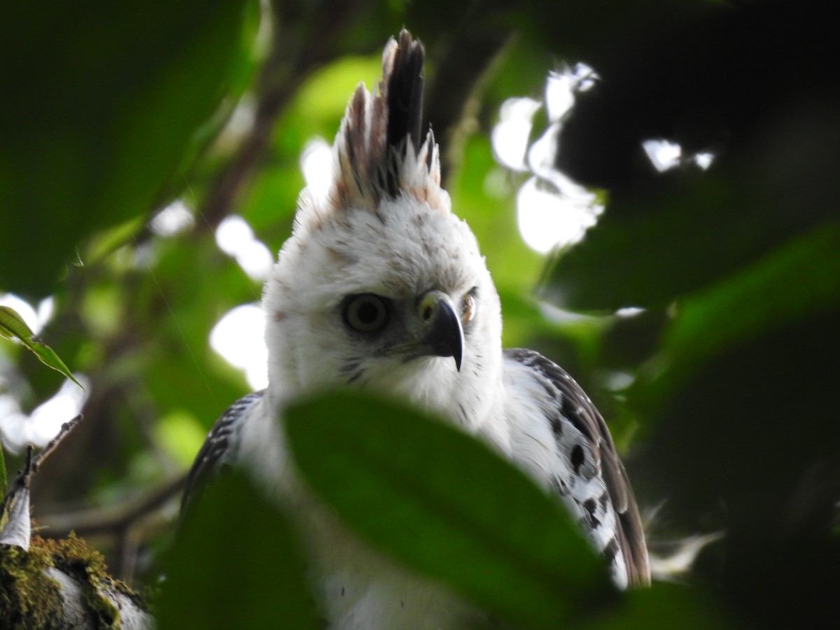 Ornate Hawk-Eagle - ML637956722