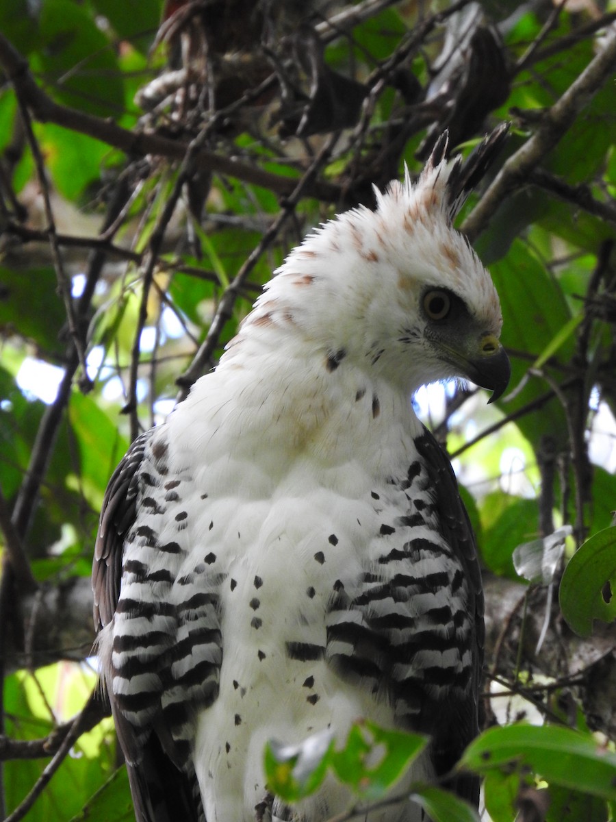 Ornate Hawk-Eagle - ML637956723