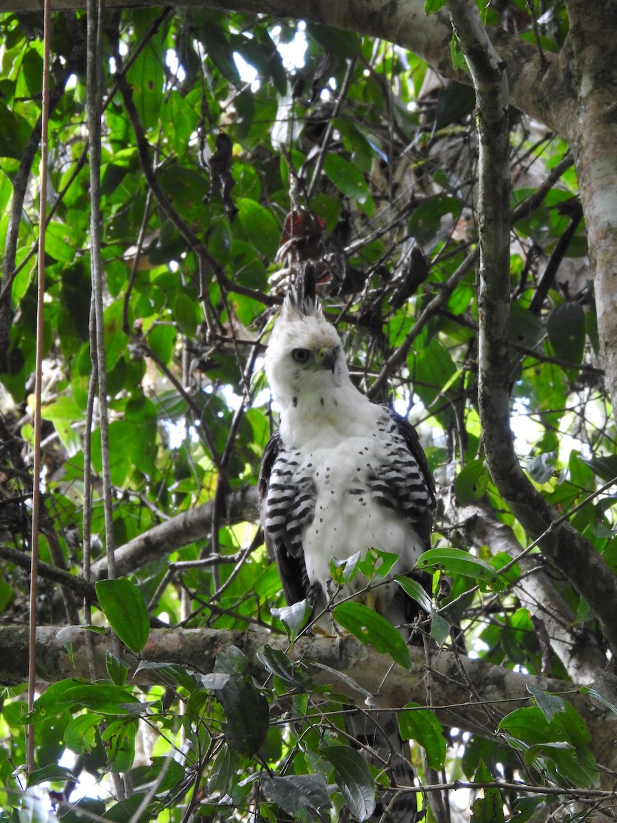 Ornate Hawk-Eagle - ML637956724