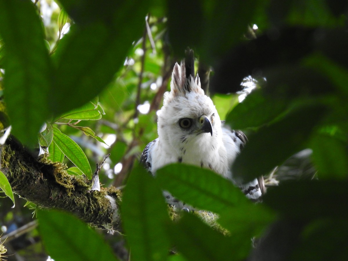 Ornate Hawk-Eagle - ML637956725