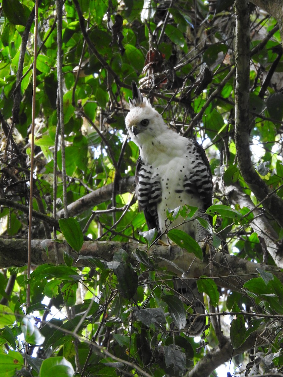 Ornate Hawk-Eagle - ML637956726