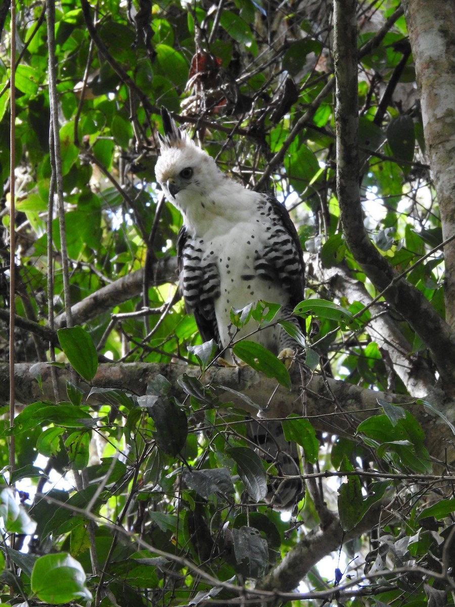 Ornate Hawk-Eagle - ML637956727