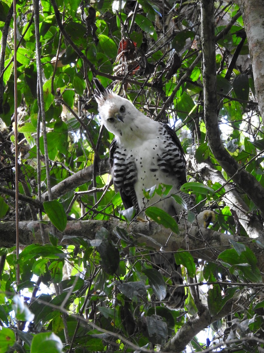 Ornate Hawk-Eagle - ML637956728