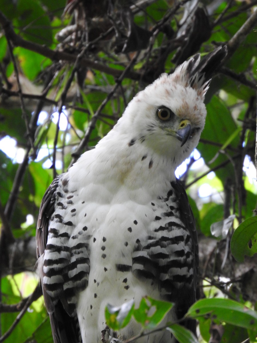 Ornate Hawk-Eagle - ML637956730