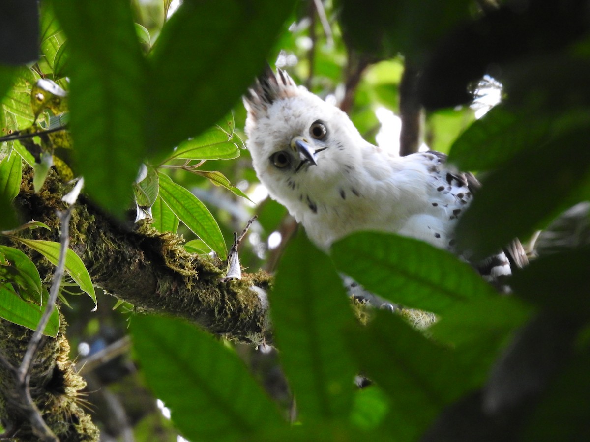 Ornate Hawk-Eagle - ML637956732