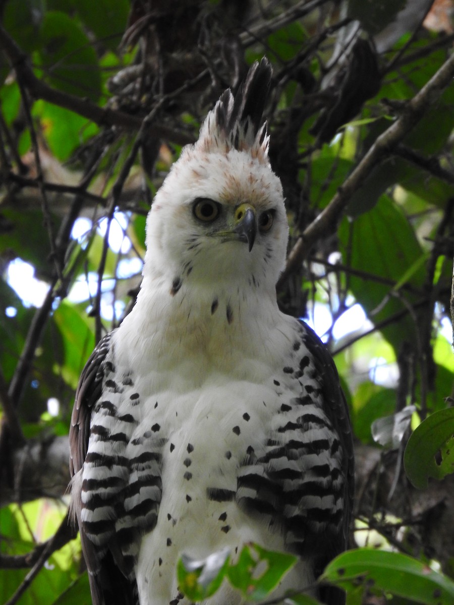 Ornate Hawk-Eagle - ML637956733