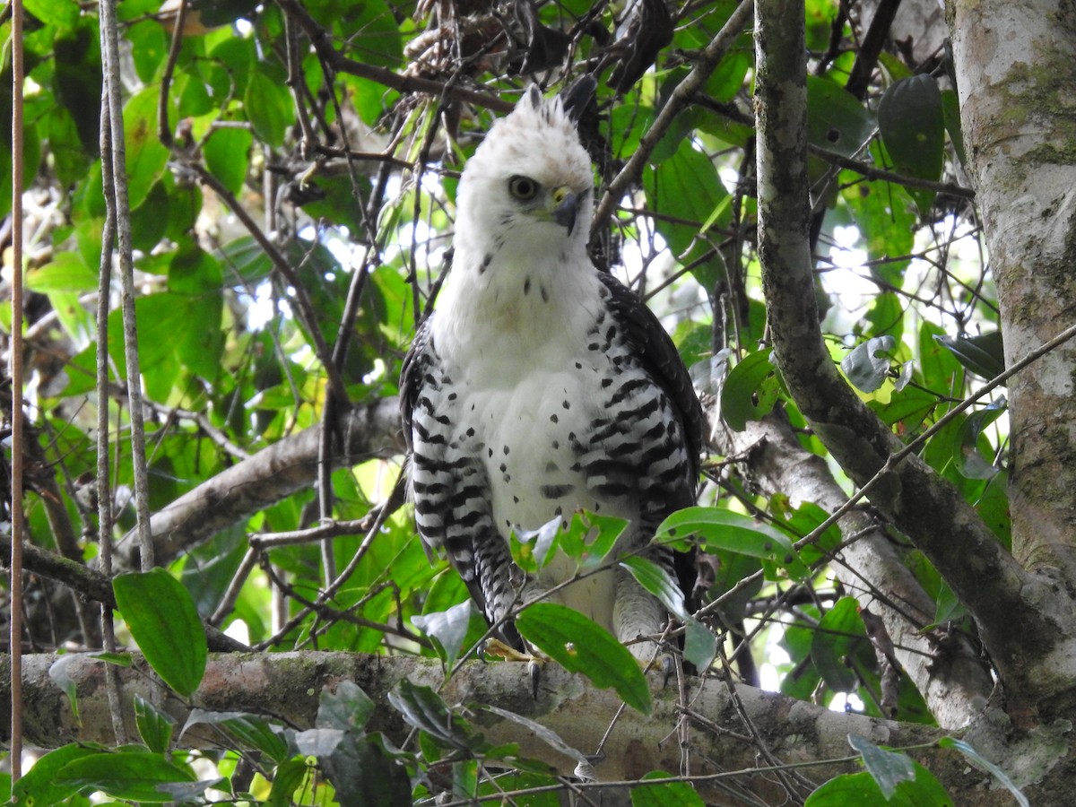 Ornate Hawk-Eagle - ML637956734