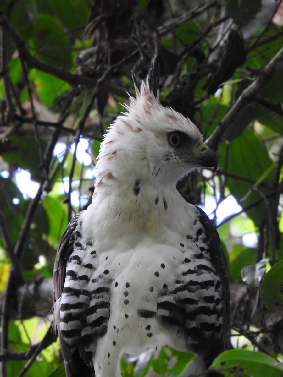 Ornate Hawk-Eagle - ML637956735