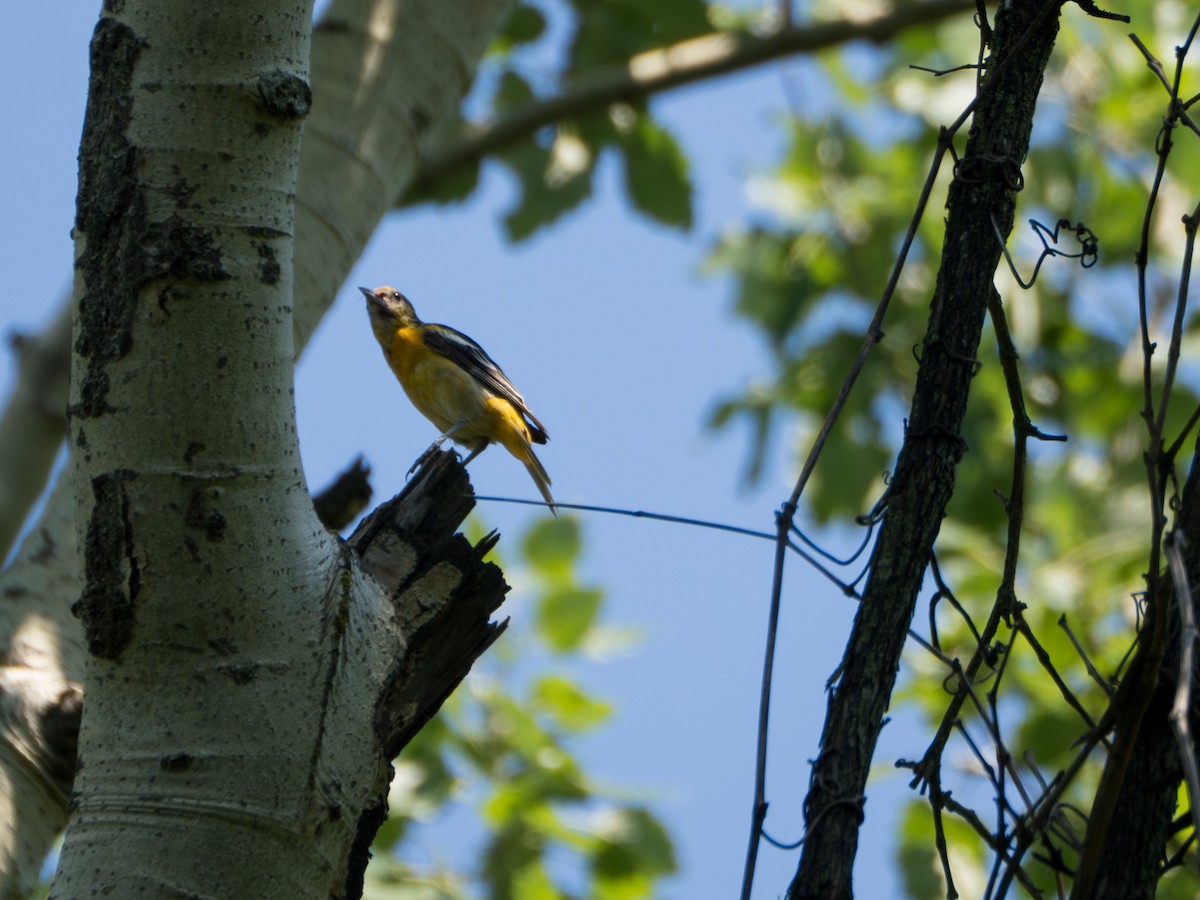 Baltimore Oriole - ML637956736