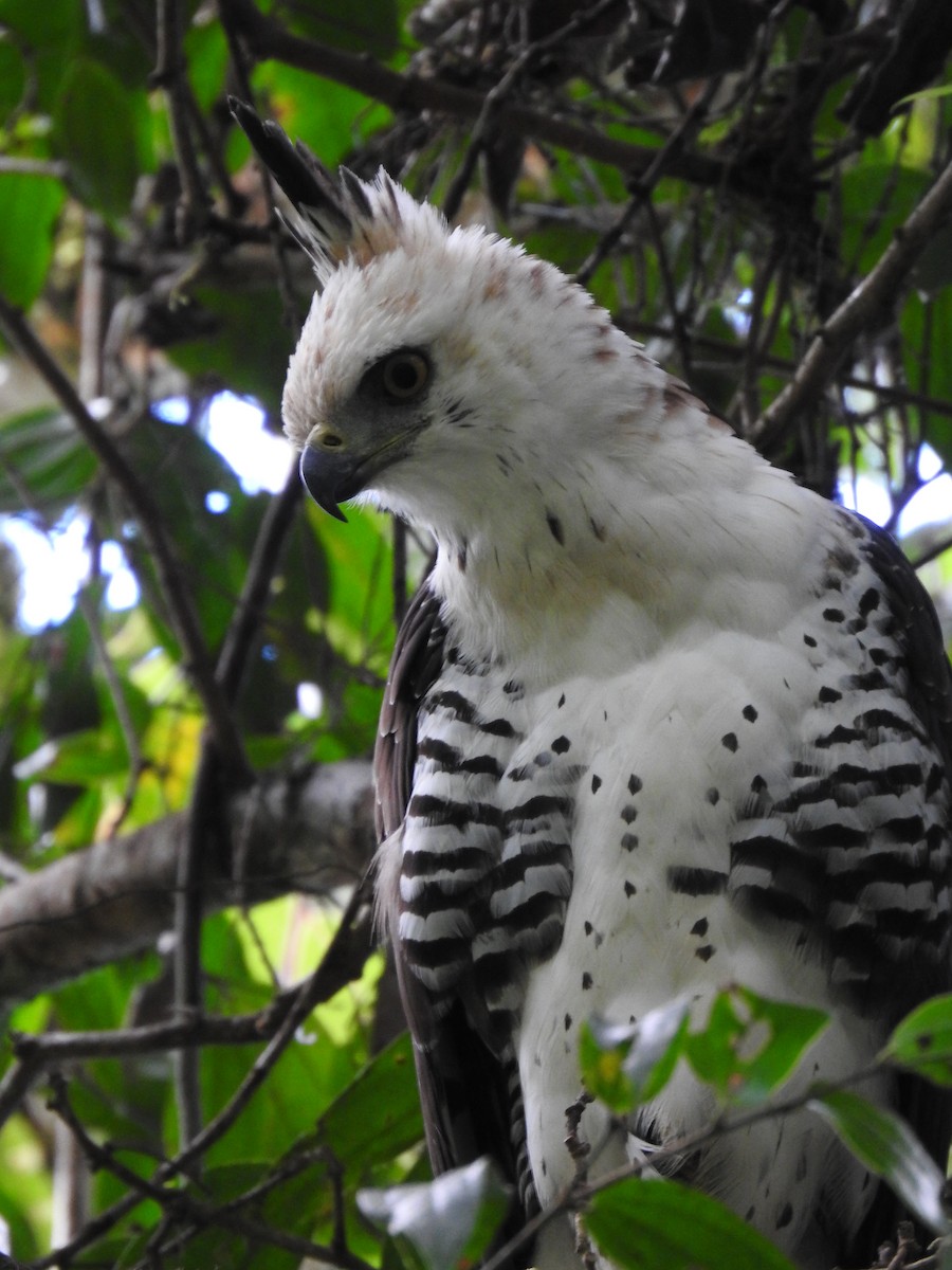 Ornate Hawk-Eagle - ML637956738