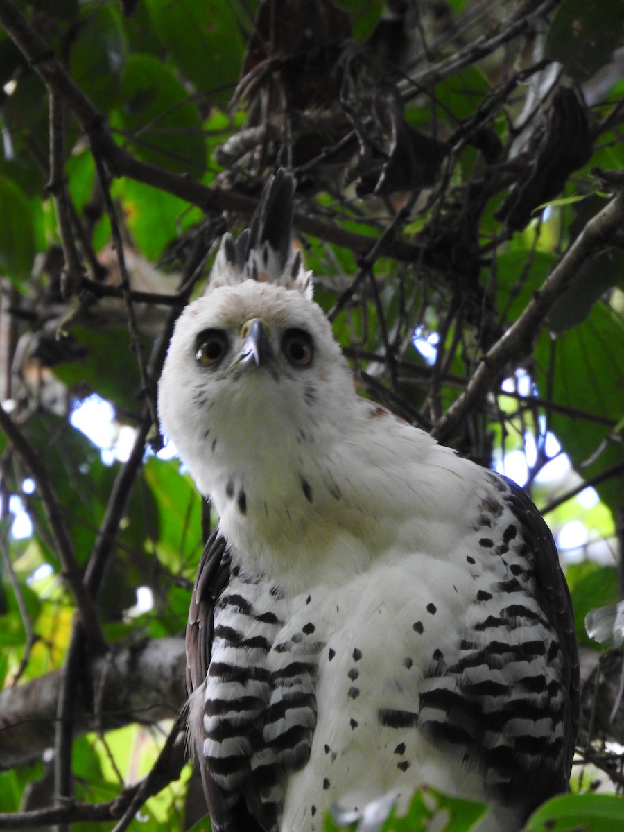 Ornate Hawk-Eagle - ML637956739